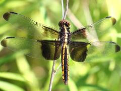 (Widow Skimmer) female dorsal