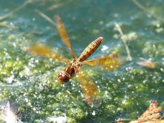 (Eastern Amberwing) female hovers