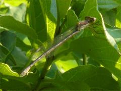 (Spotted Spreadwing) female on Gray Dogwood