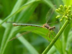 (Spotted Spreadwing) female on Wild Parsnip