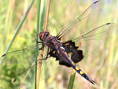 (Black Saddlebags) female