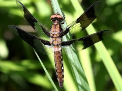 (Common Whitetail) male teneral