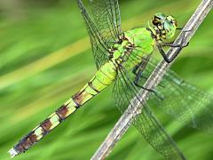 (Eastern Pondhawk) female