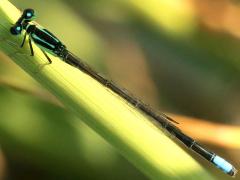 (Eastern Forktail) male