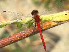 (Ruby Meadowhawk) male