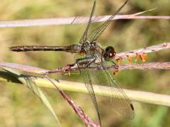 (Ruby Meadowhawk) female on Big Bluestem