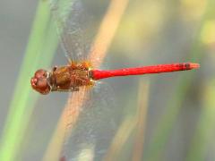 (Autumn Meadowhawk) male flying