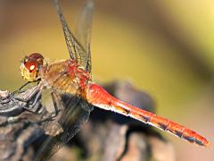 (Ruby Meadowhawk) female