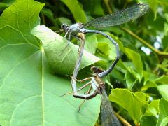 (Powdered Dancer) mating wheel