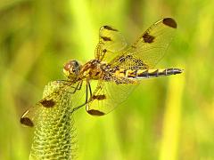 (Calico Pennant) female dorsal