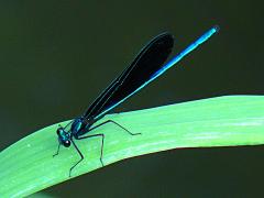 (Ebony Jewelwing) male