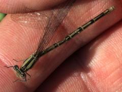 (Tule Bluet) male teneral