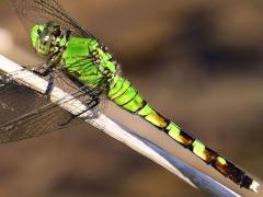 (Eastern Pondhawk) female