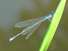 (Stream Bluet) male