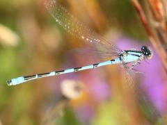 (Familiar Bluet) male flying