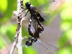 (Black Saddlebags) mating wheel