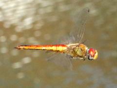 (Wandering Glider) male flying