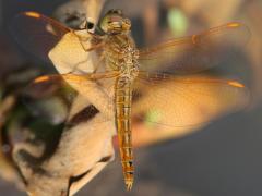 (Ditch Jewel) male teneral