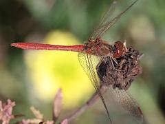 (Southern Darter) male