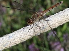 (Common Darter) female dorsal