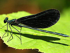 (Ebony Jewelwing) male