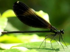 (Ebony Jewelwing) female