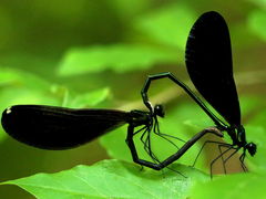 (Ebony Jewelwing) mating wheel