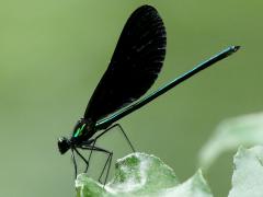 (Ebony Jewelwing) male