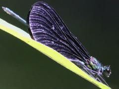 (Ebony Jewelwing) male