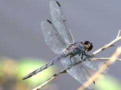 (Slaty Skimmer) male dorsal