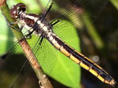 (Slaty Skimmer) female lateral