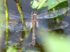 (Blue Dasher) female hovering