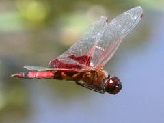 (Carolina Saddlebags) male flying