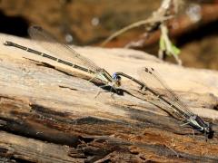 (Blue-tipped Dancer) tandem