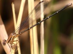 (Powdered Dancer) male teneral