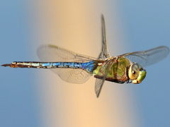 (Common Green Darner) male hovering