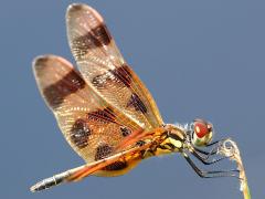 (Halloween Pennant) female