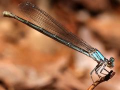 (Powdered Dancer) female blue form