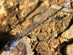 (Blue-fronted Dancer) male lateral