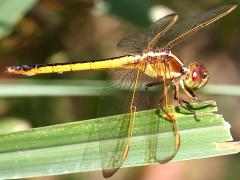 (Needham's Skimmer) female