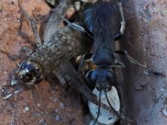 (Japanese Burrowing Cricket) (Liris Square-headed Wasp)