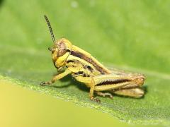 (Red-legged Grasshopper) male nymph