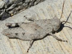 (Carolina Grasshopper) nymph