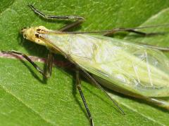 (Forbes' Tree Cricket) male head