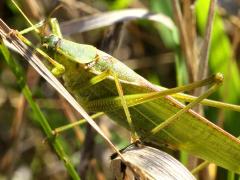 (Scudderia Bush Katydid) male