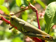 (Differential Grasshopper) female