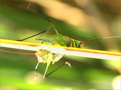 (Black-legged Meadow Katydid) males fighting