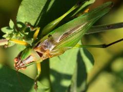 (Black-legged Meadow Katydid) male dorsal