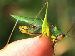 (Black-legged Meadow Katydid) male finger