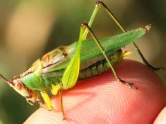 (Black-legged Meadow Katydid) male hand